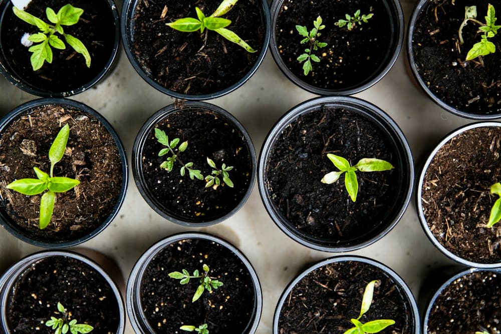 Young seedlings growing in soil
