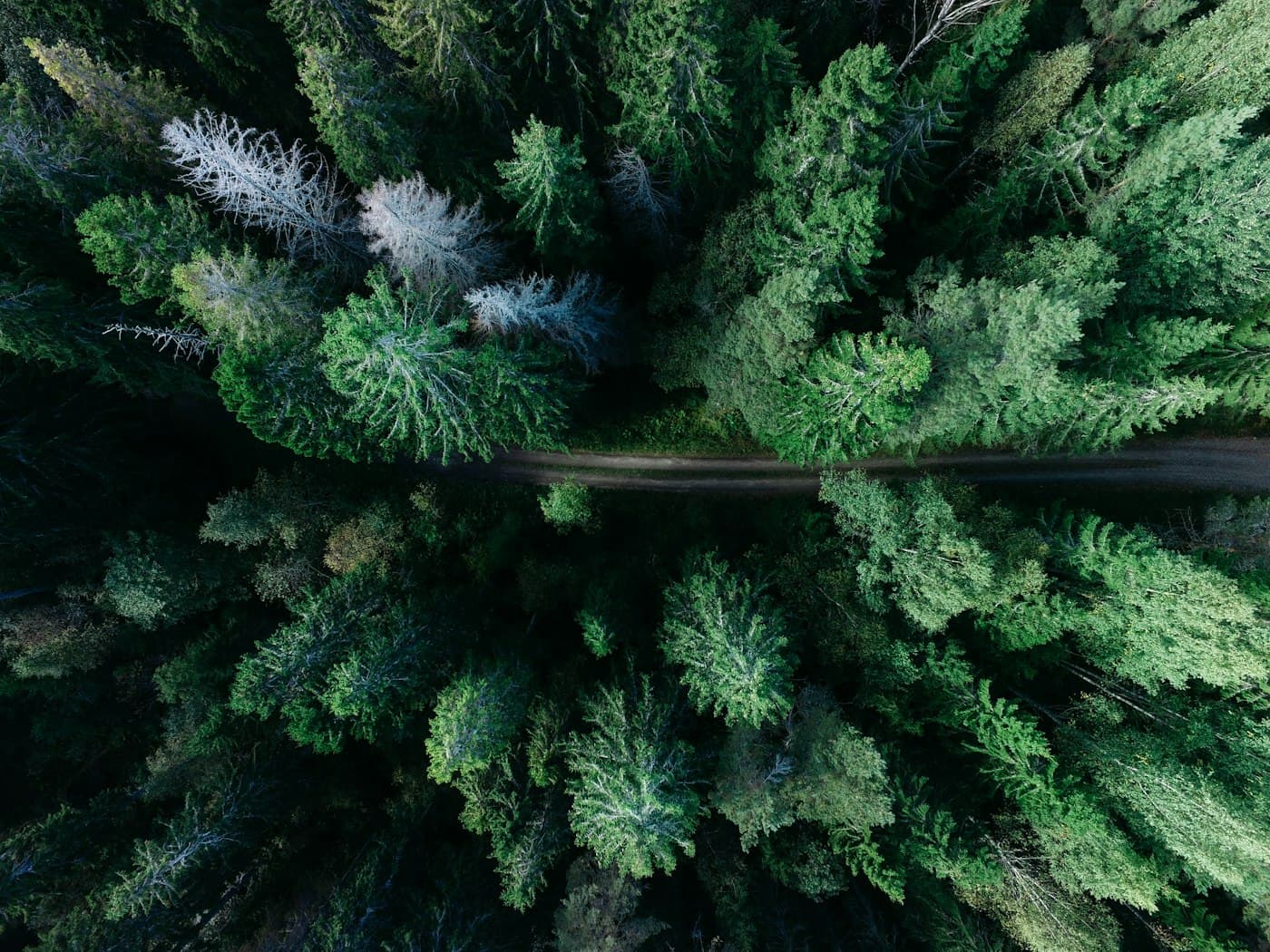 Aerial view of a dense green forest